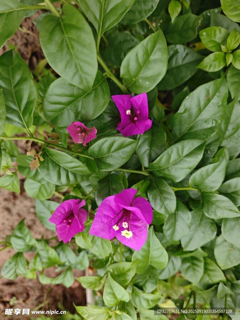 綠葉叢中的嬌艷紫花