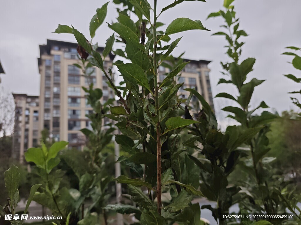 樓前綠植景觀