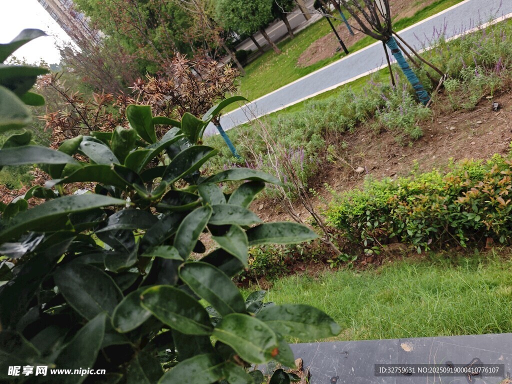 戶外綠植景色