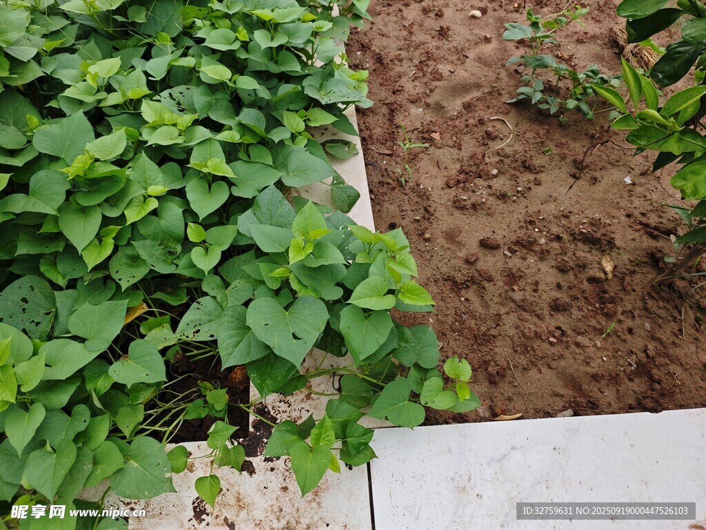 菜園中的綠植與翻耕土地