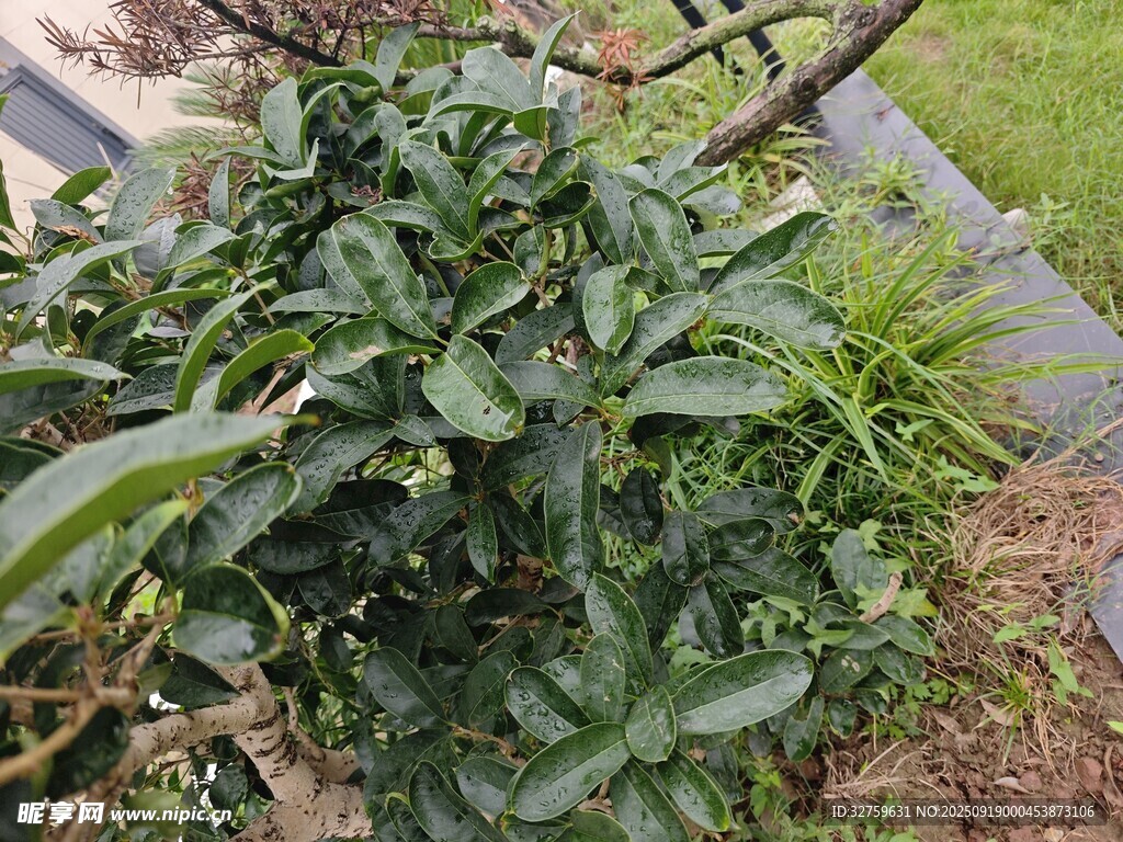 綠葉繁茂的植物枝丫