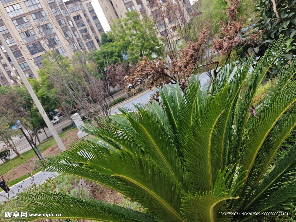 城市中蔥郁的蘇鐵植物景觀