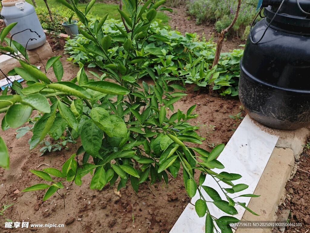 果園中的綠植與黑色容器