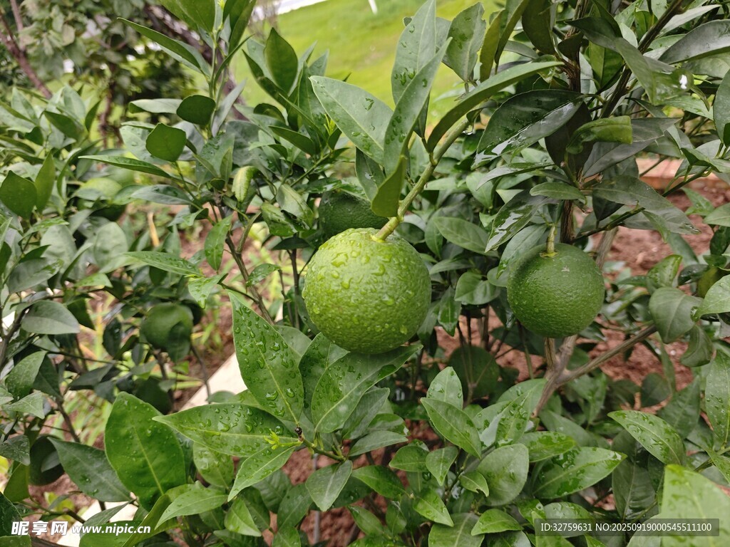 枝頭青果 