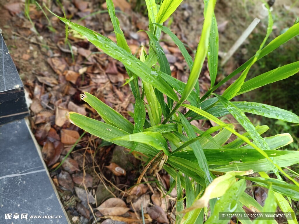 嫩綠植物生長于地面