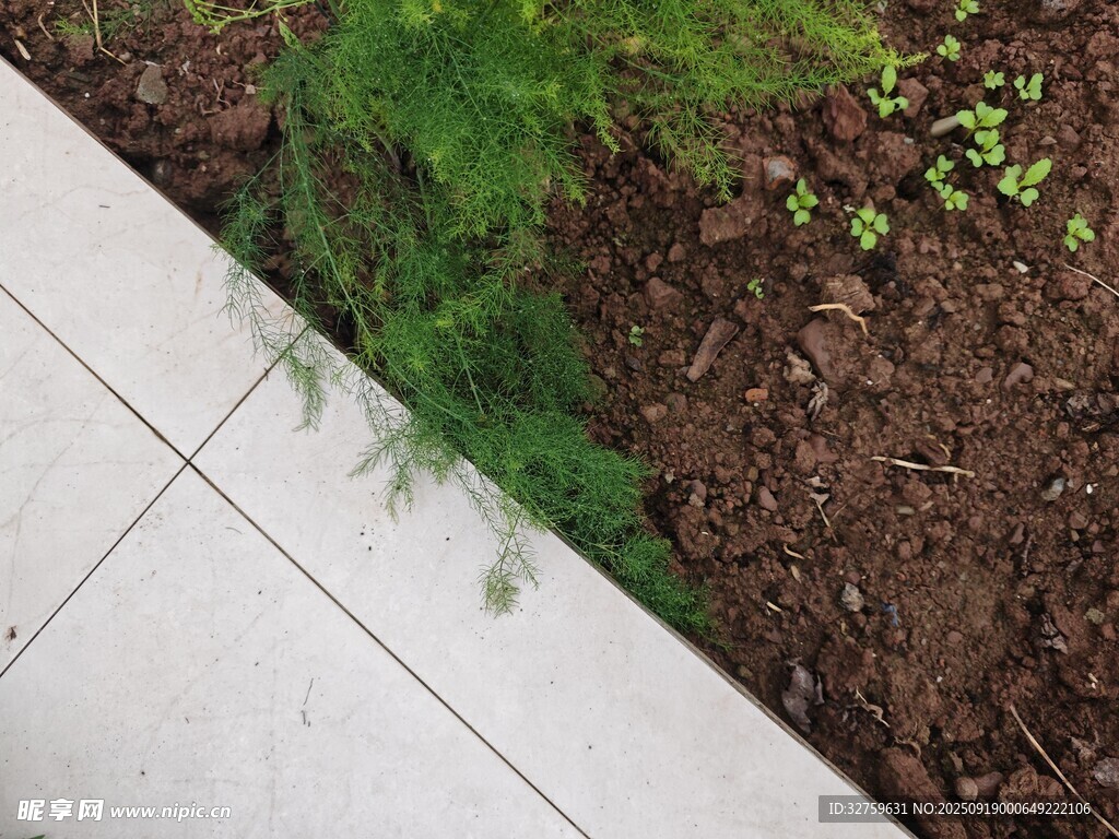 瓷磚旁的綠植與泥土