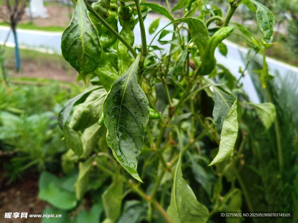 綠葉蔬菜植株特寫
