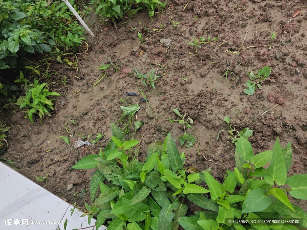 庭院中的綠植與泥土