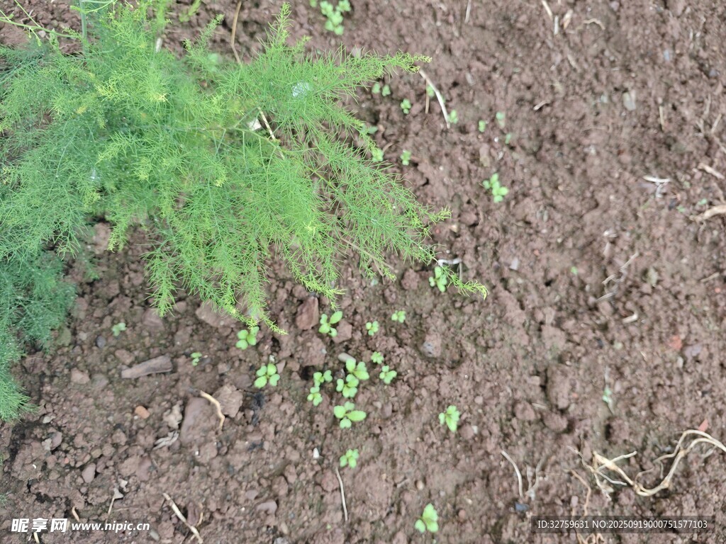 土壤中生長的嫩綠植物