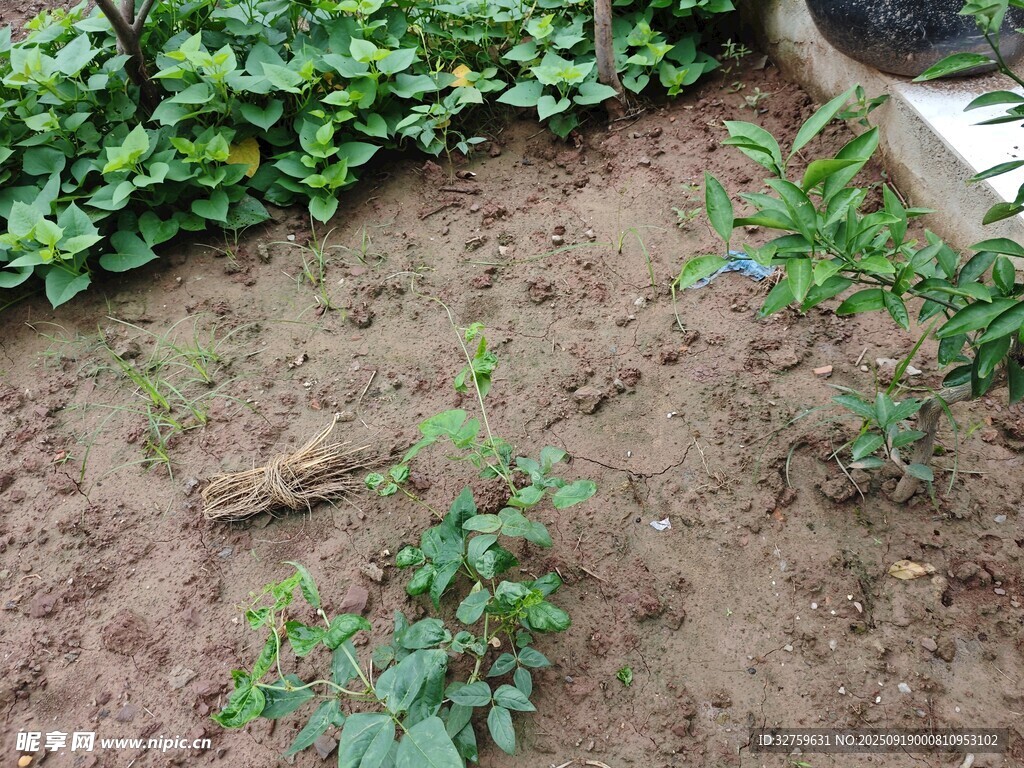 庭院中裸露泥土與綠植