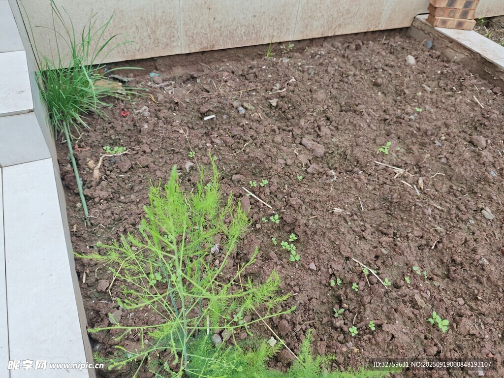 庭院中的綠植與泥土