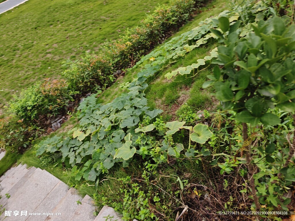 花園中的綠植景觀