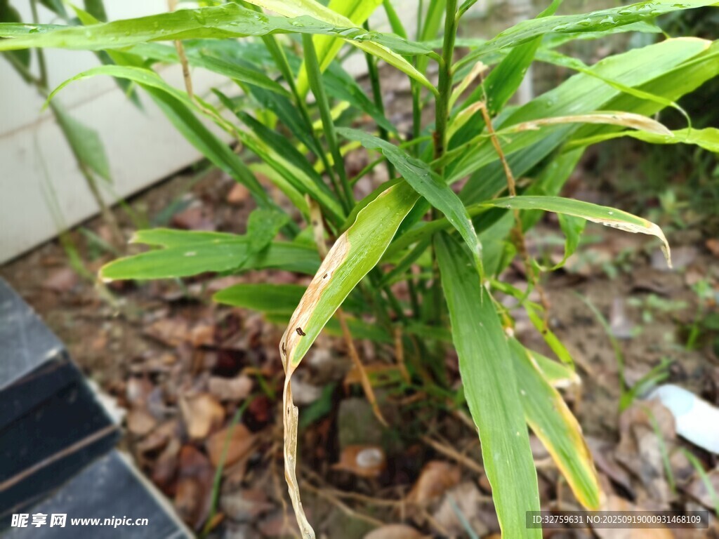 翠綠植物展現(xiàn)自然生機(jī)