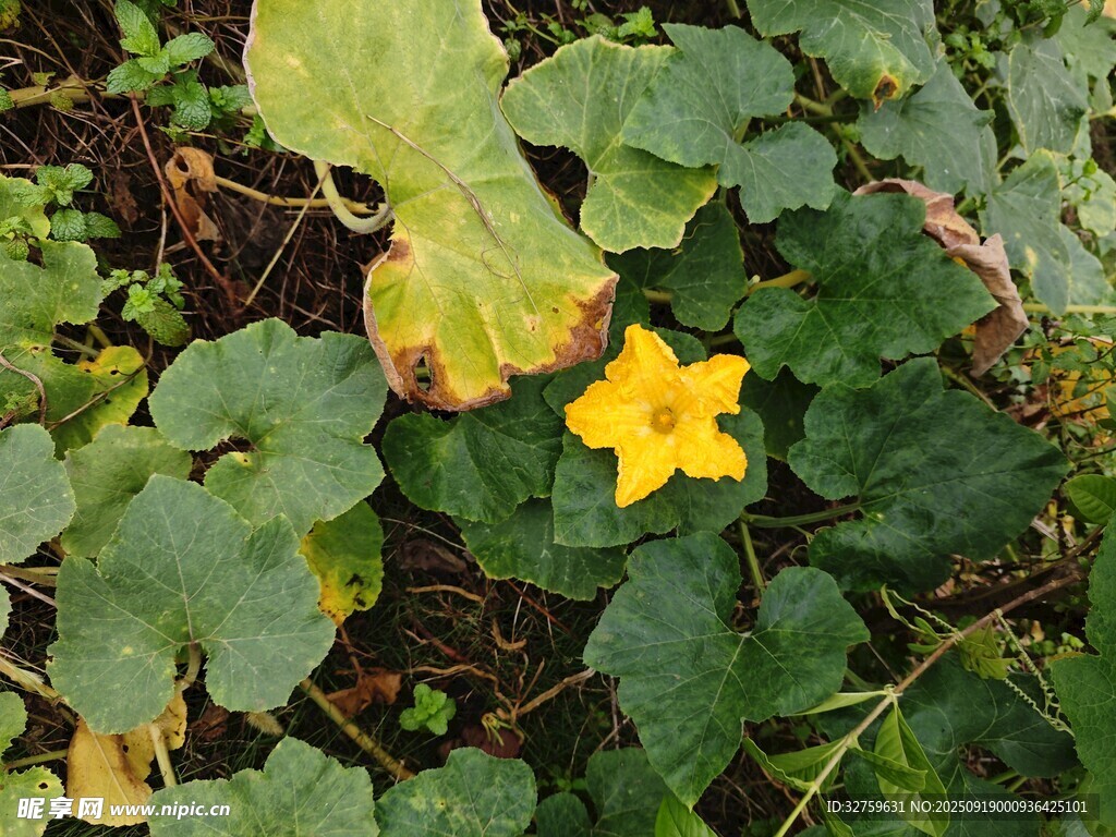 綠葉叢中綻放的黃色小花