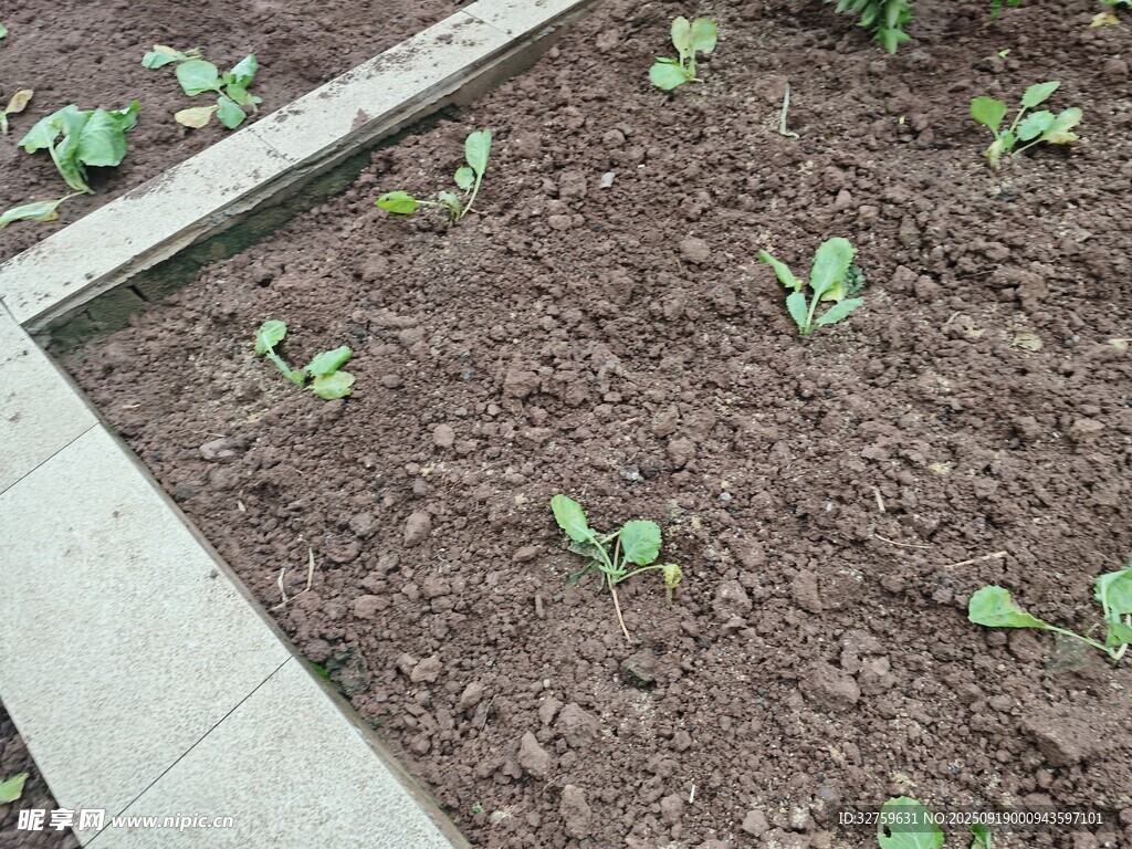 小菜園里的嫩綠幼苗