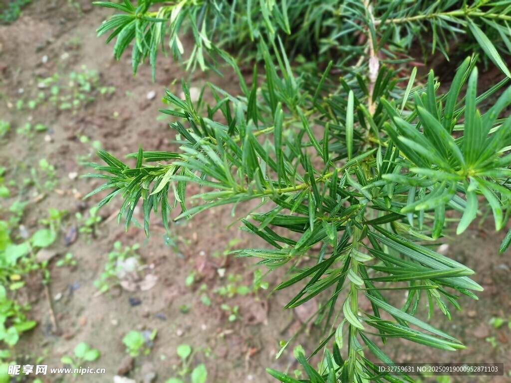 翠綠迷迭香植株特寫
