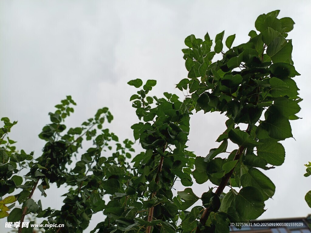 綠葉繁茂的植物