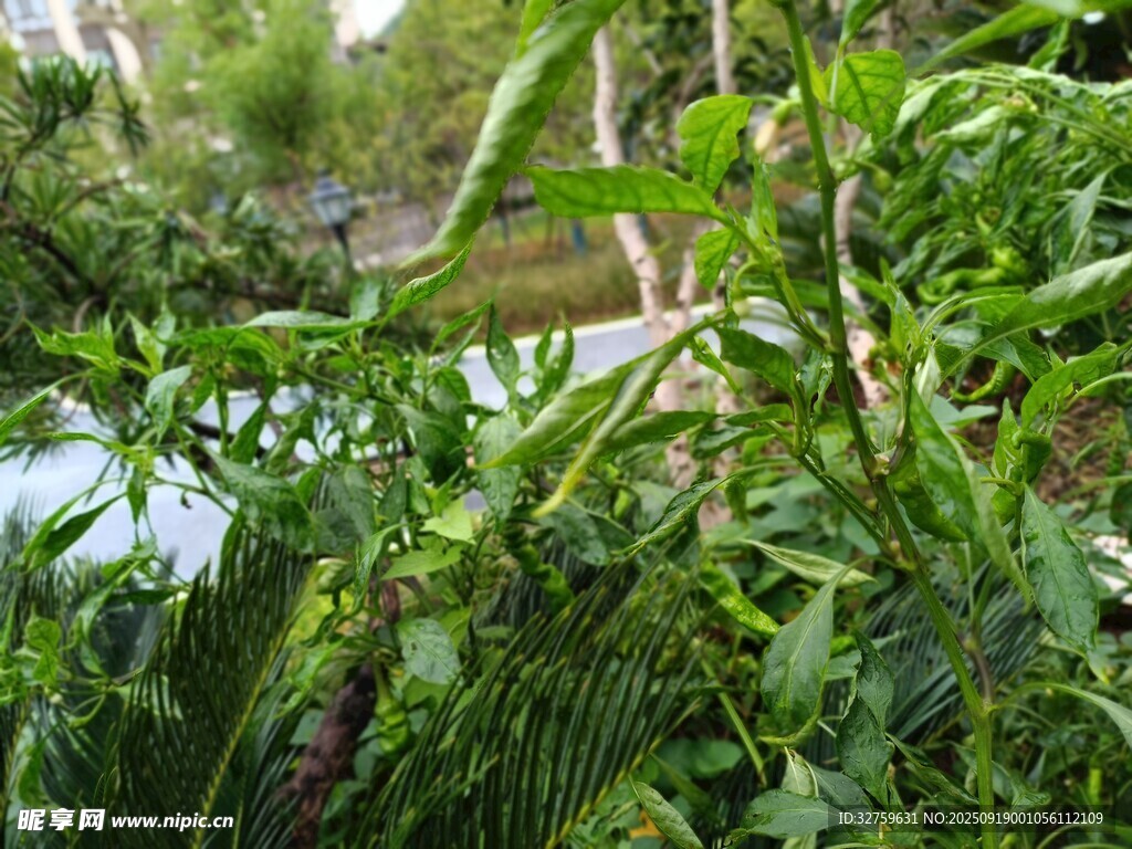 繁茂綠植景觀