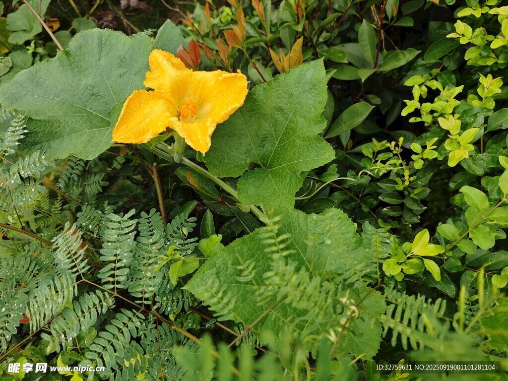 黃色南瓜花綻放綠葉間