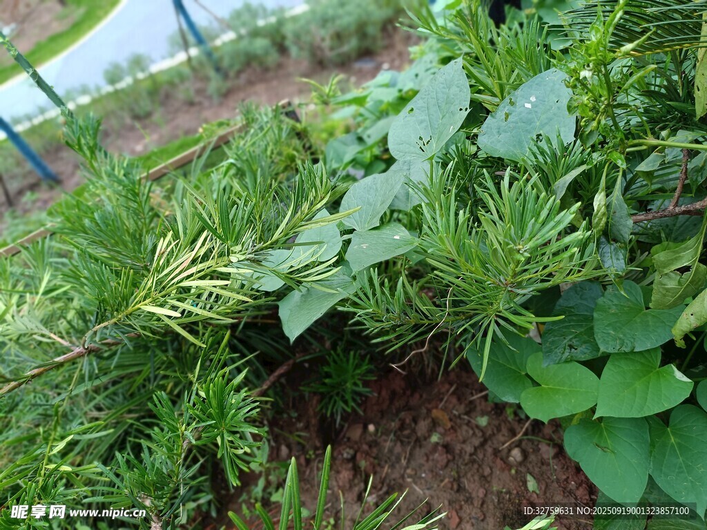 田園綠植景觀