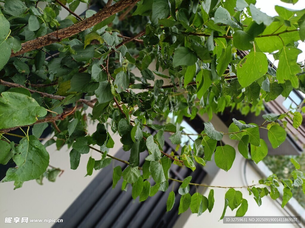 室內(nèi)綠植枝葉特寫