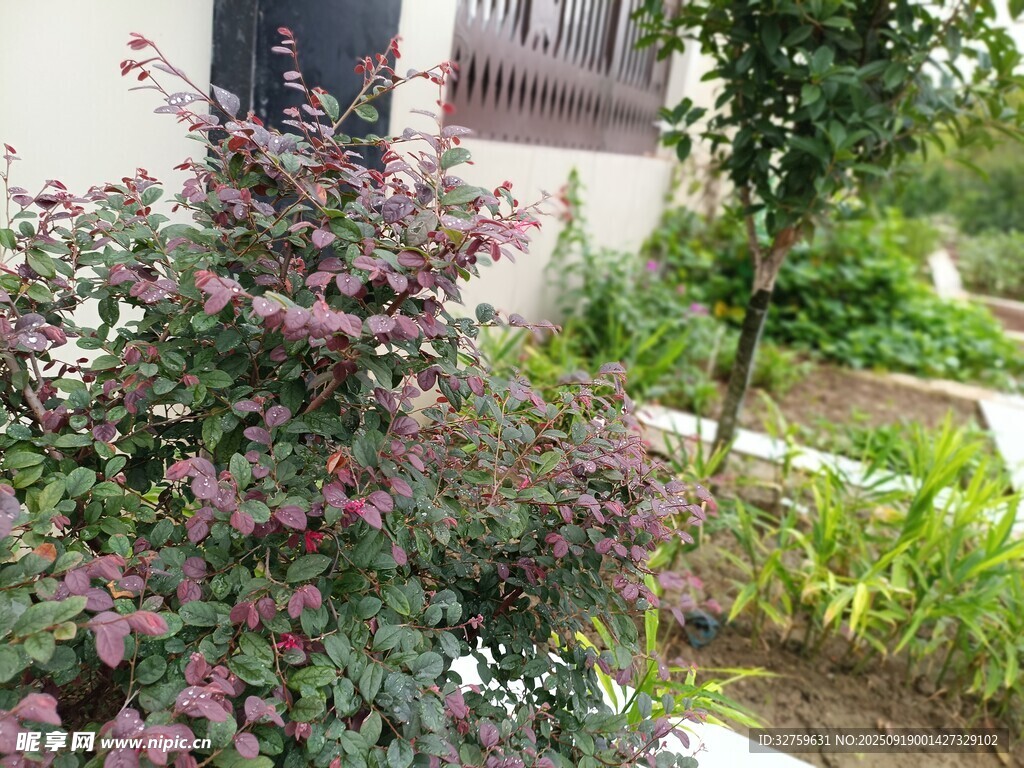 庭院中的多彩綠植景觀(guān)