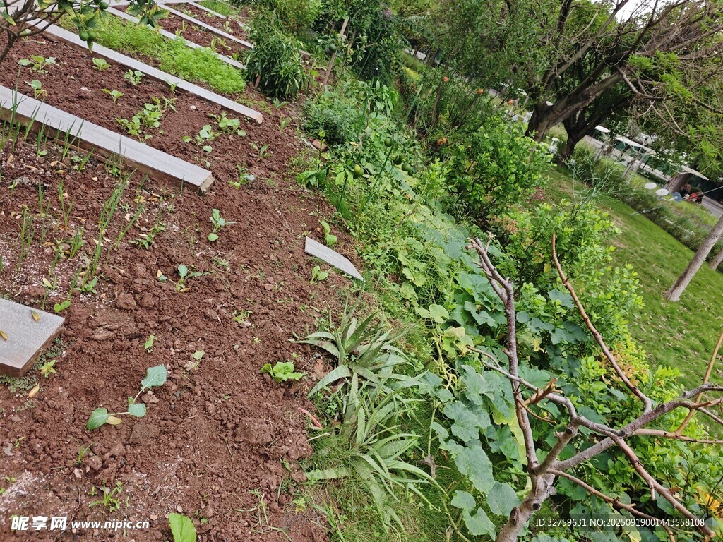 戶外綠植與泥土景觀