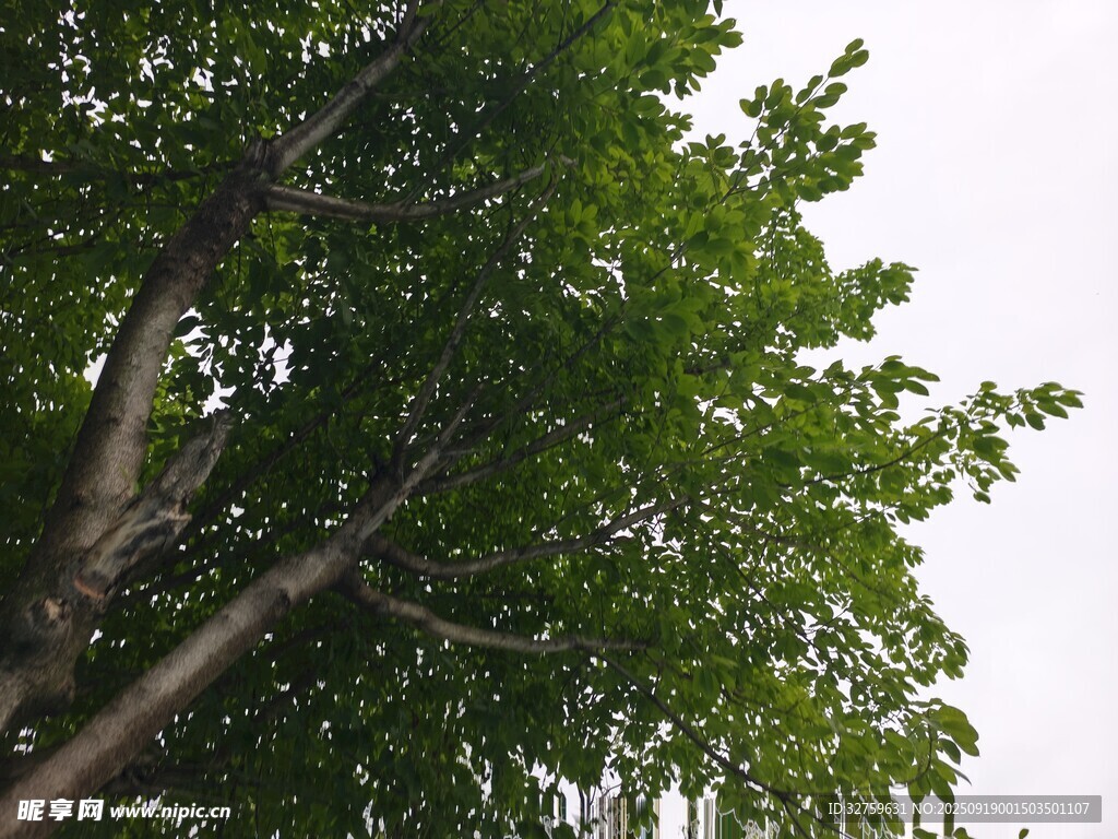 繁茂綠樹展現(xiàn)自然生機