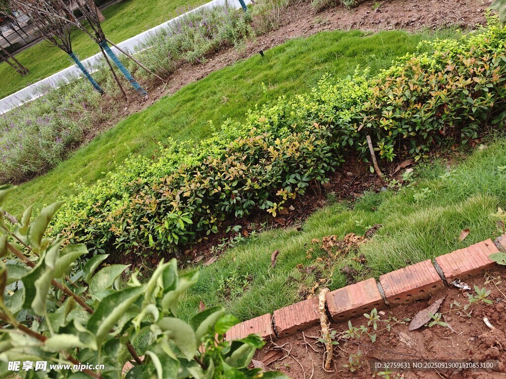 花園綠植景觀一角