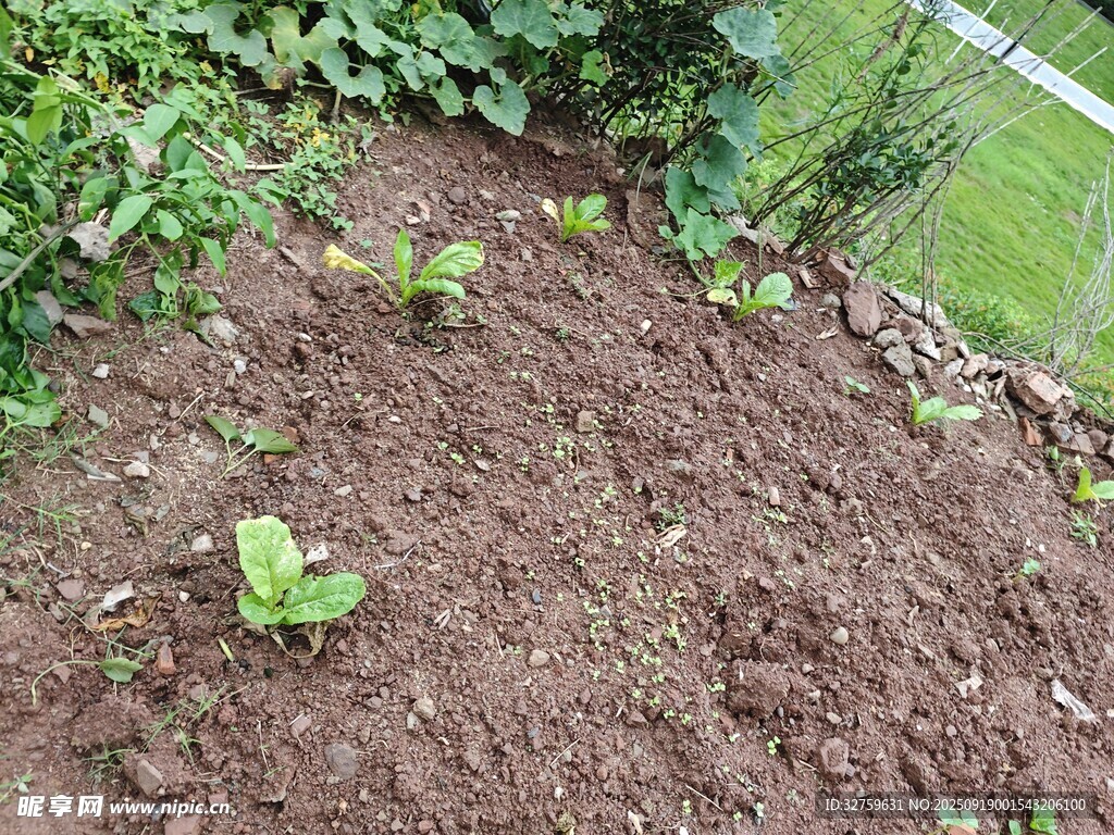 花園中剛種植的嫩綠植物