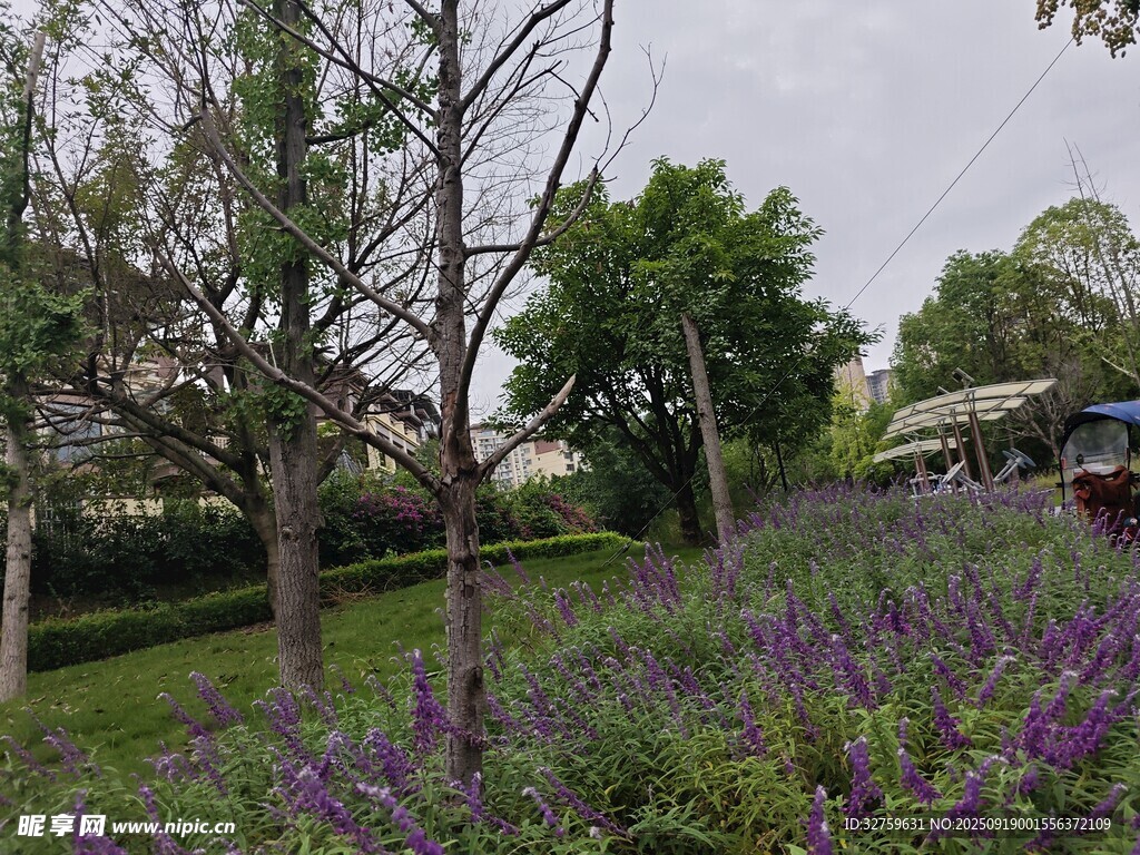 春日繁花綠樹田園景致