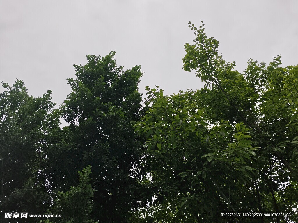 綠樹成蔭的清新景象