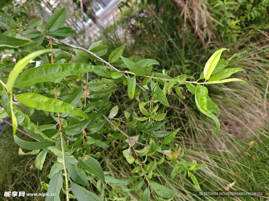 翠綠繁茂的野外植物景象