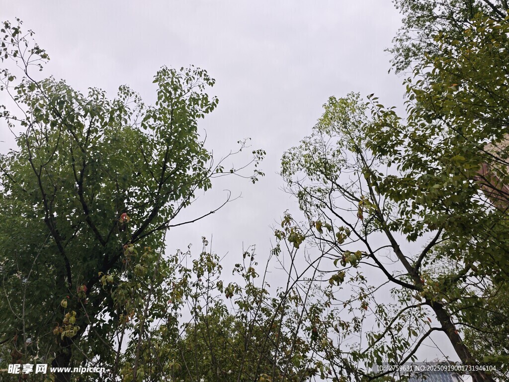 仰視茂密樹林樹冠