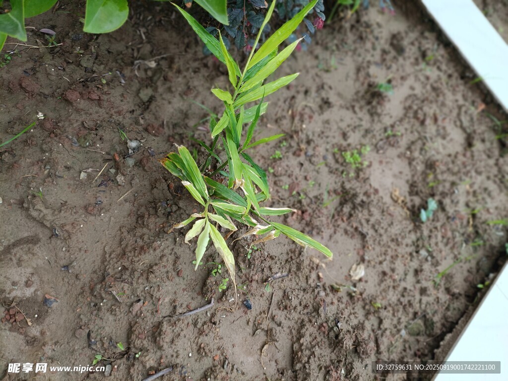 嫩綠幼苗破土而出