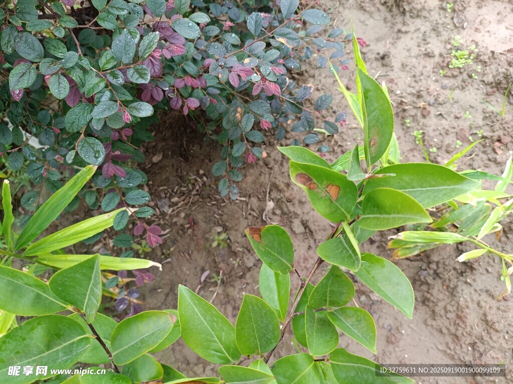 綠葉與帶花植物特寫