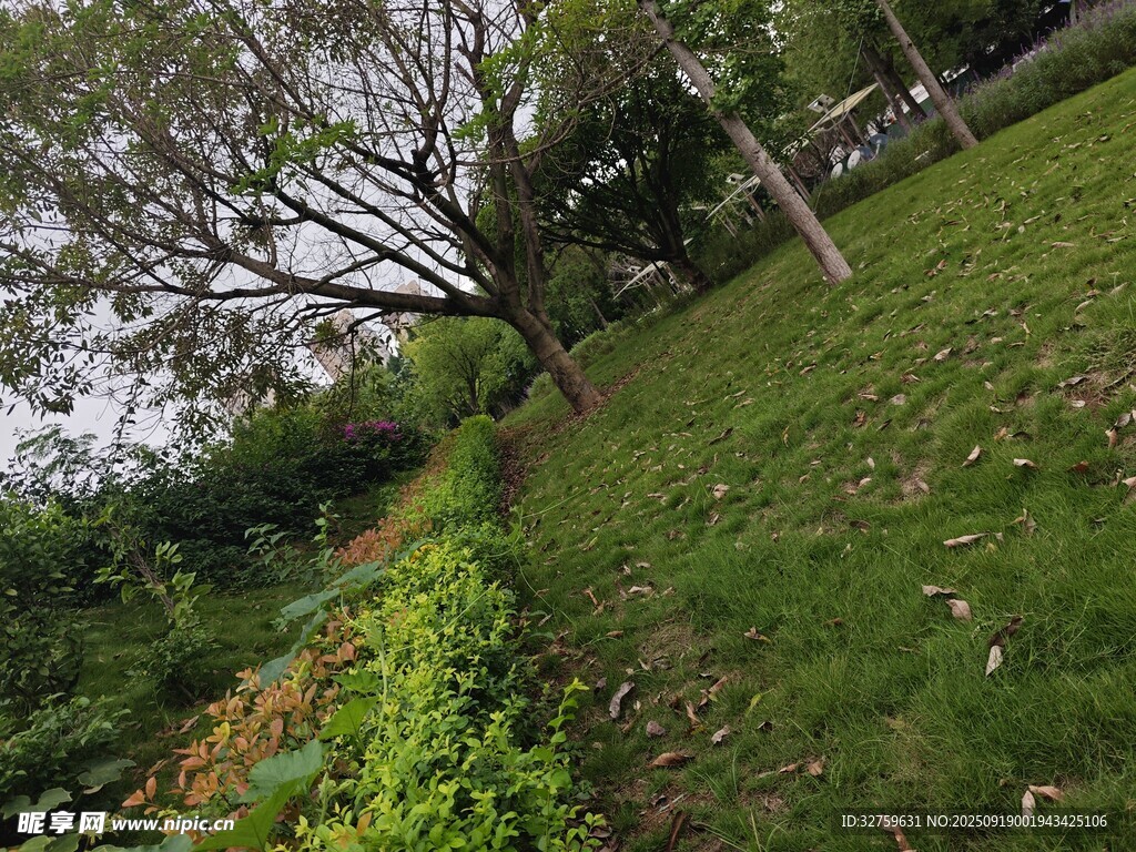 綠意盎然的草地與樹木