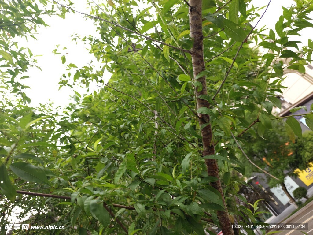 綠樹成蔭的自然景象