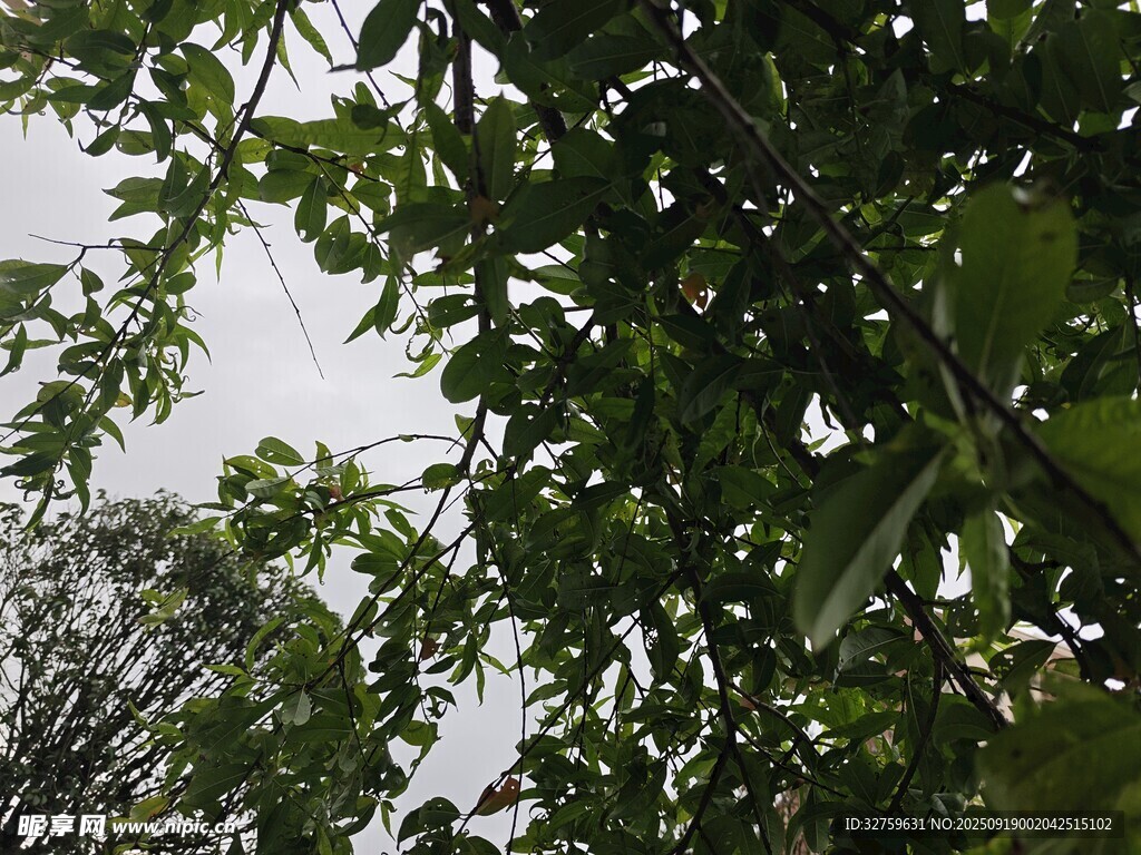 枝葉繁茂的綠色樹木