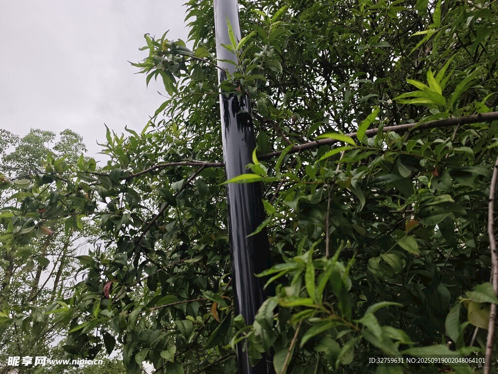 立于綠植間的黑色柱狀物