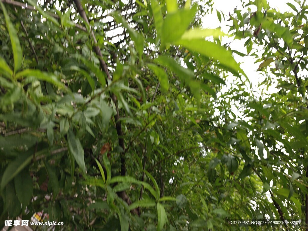 綠葉繁茂的樹木景象
