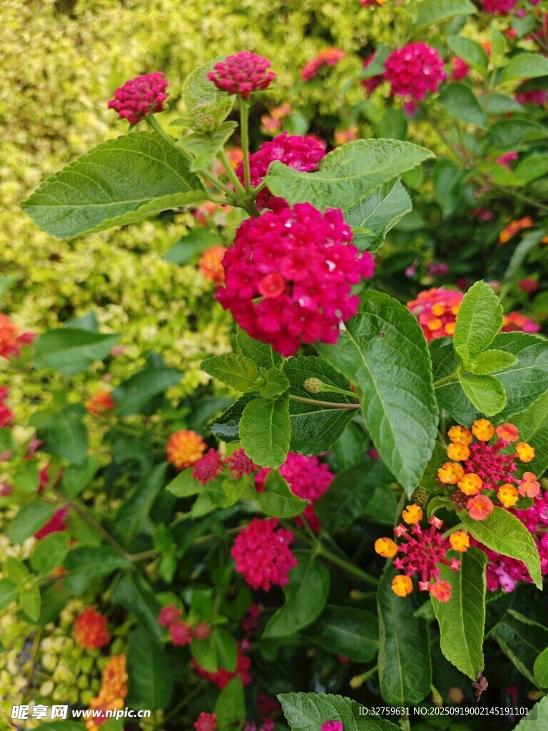 多彩花卉綻放生機(jī)