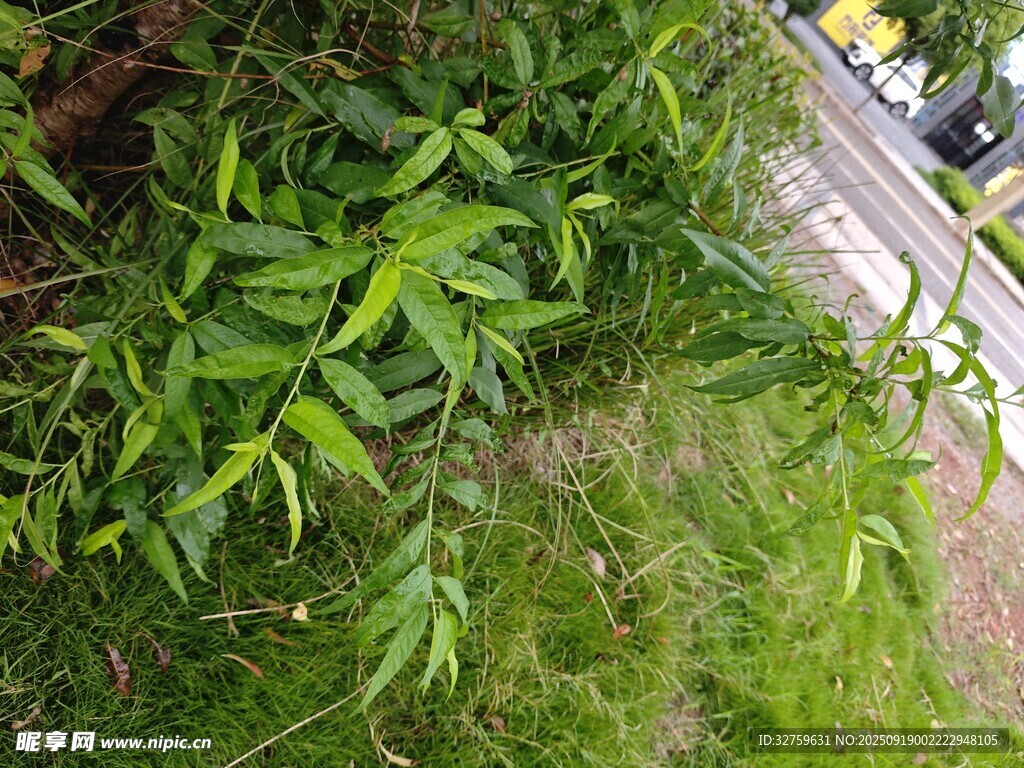 路邊翠綠茂盛的植物