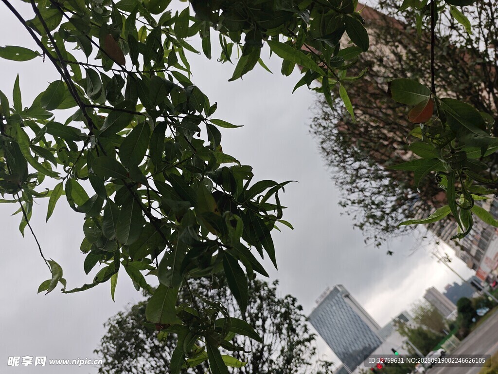 枝葉間的天空景色