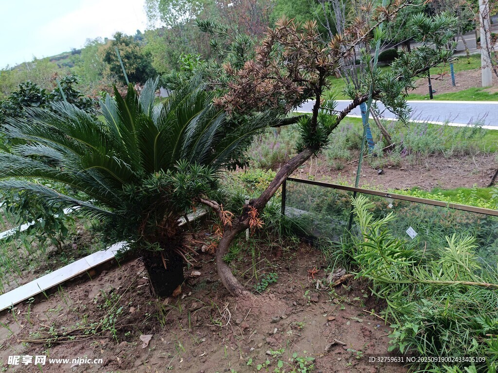 庭院中的綠植景觀