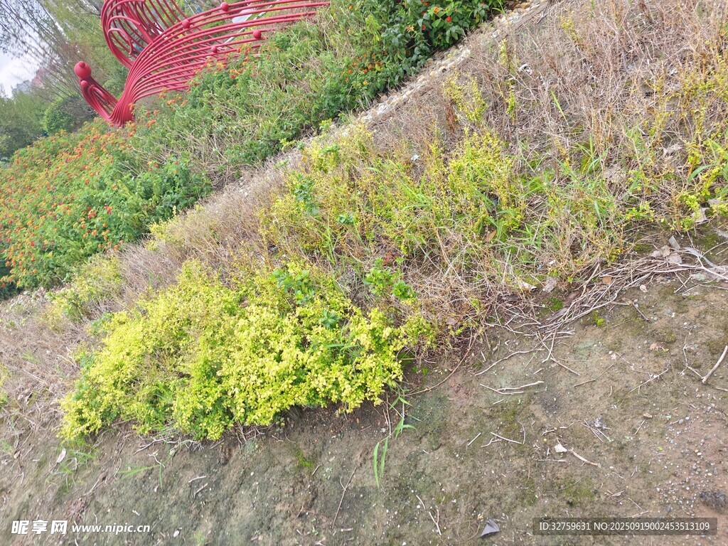 地面上的黃綠色植物叢