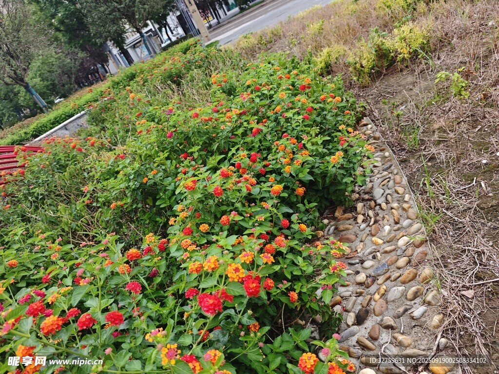 路邊多彩花卉綻放