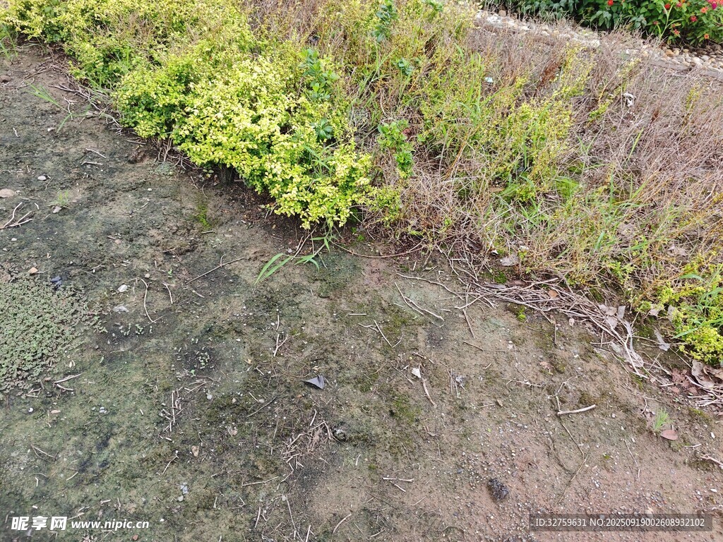 路邊綠植與濕潤(rùn)地面景象