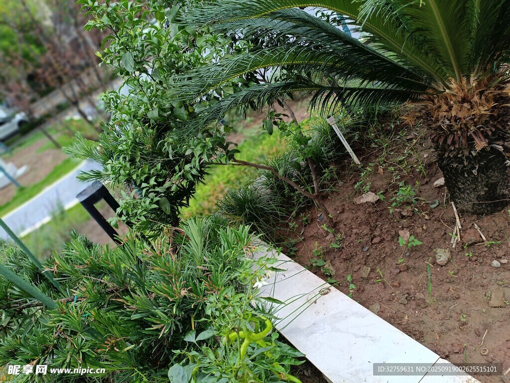 花園小徑旁的綠植景觀