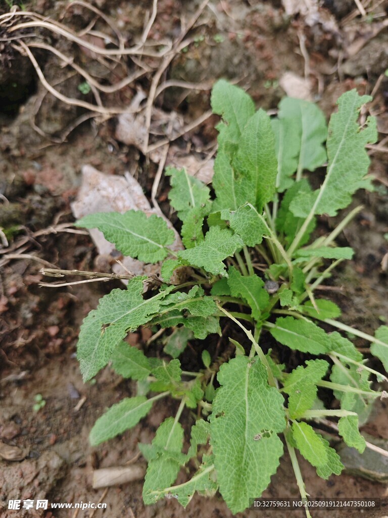 嫩綠野菜生長(zhǎng)于泥土間